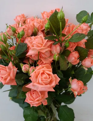 Купить Букет из кустовой розовой розы Barbados в Томске - доставка цветов  МАКИ