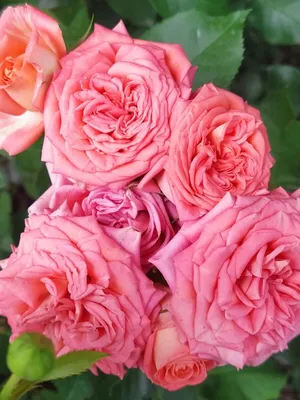 Rosa spray Barbados R TR BARBADOS | Roses | Rozen | Flowering cutflowers |  Cutflowers | All products | OZ Planten