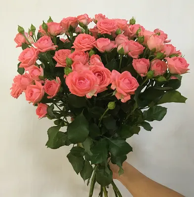Кустовая роза «Барбадос» (Barbados) - 250 руб, купить в Воронеже в магазине  «Цветы Экспресс»