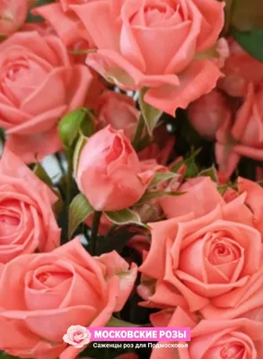 Букет 19 кустовых роз Барбадос купить за 6 250 руб. с круглосуточной  доставкой | Мосцветторгком