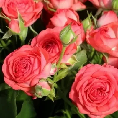 Купить «кустовая роза барбадос» в Курске - «Лепесток»