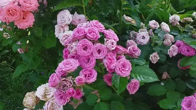 Bouquet of 9 spray roses Barbados, vendor code: 333074606, hand-delivered  to Krymsk