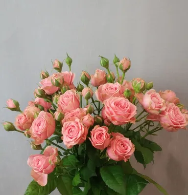 Роза комнатная, Роза Роза - купить по выгодным ценам в интернет-магазине  OZON (802127440)