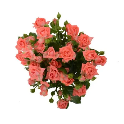 Букет из кустовых роз \"Барбадос\" купить в Курске | заказать живые цветы с  доставкой на дом или самовывоз