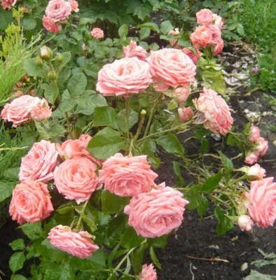 Bouquet 'Spray rose' - order and send for 32 $ with same day delivery -  MyGlobalFlowers