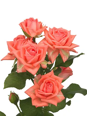 Bouquet of 29 spray roses Barbados, vendor code: 333074604, hand-delivered  to Krymsk