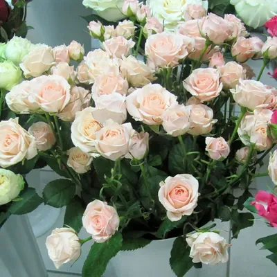 Купить саженцы Роза спрей Яна с доставкой! | Florali-Flor