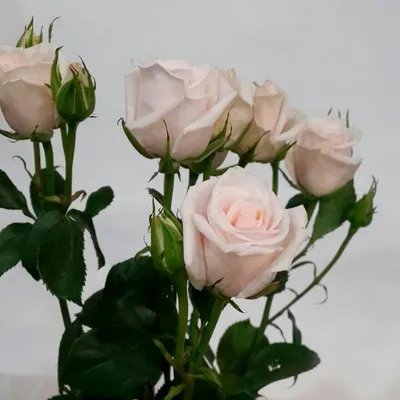 Роза-спрей сорта Яна - «Очаровательные кремовые милашки, как на торте...» |  отзывы