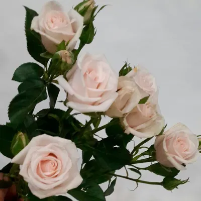 Розы Яна - ООО \"Цветы Удмуртии\"