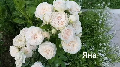 Купить Роза \"Яна\" (Rosa Jana) от 1 399 руб. в интернет-магазине Архиленд с  доставкой почтой по Москве и в регионы