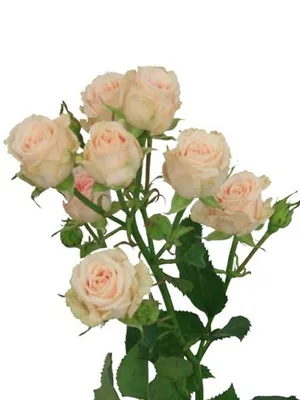 Монобукет из кустовых роз арт.314 купить в Краснодаре по лучшей цене с  доставкой.