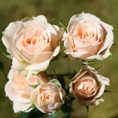 35 кремовых кустовых роз \"Яна\" купить с доставкой по Краснодару