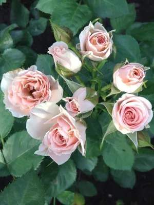 Саженцы розы Яна купить в Москве в питомнике, растения по цене от 500 руб.