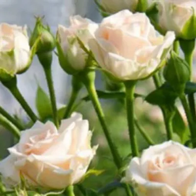 Роза кустовая яна (импорт) 60см – Цветочная Лав-Лавка