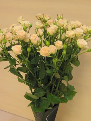 Spray Rose Peach (Jana) CA-Grown - 10st - Ramirez Wholesale Flowers Inc