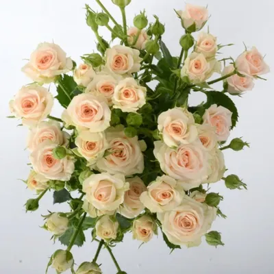 Купить бежевый Мелкоцветные розы недорого в Краснодаре с доставкой |  Лаборатория Праздника Holiday