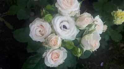 Розы «Яна» | Ваш Букет | Цветы