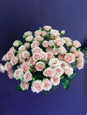 Роза Кустовая \"Яна\" с доставкой в Новороссийске в интернет магазине цветов  Роз Новоросс
