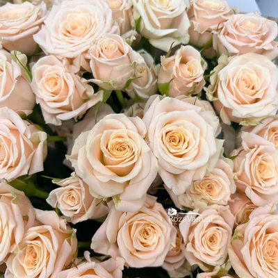 Кустовая роза \"Яна\" купить в Краснодаре недорого - доставка 24 часа