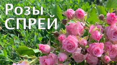 Роза спрей Лавли Лидия ОКС купить за 530 р. в садовом центре АСТ Медовое
