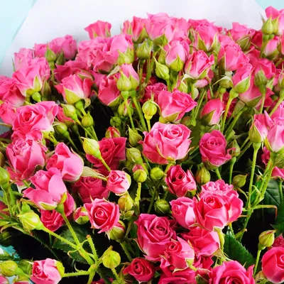Роза спрей Лидия с доставкой! 🌱 [Р823999]