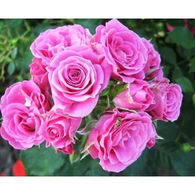 Купить оптом Rosa Tr. Lydia ( Спрей Лидия ) В60 Чеховский Сад