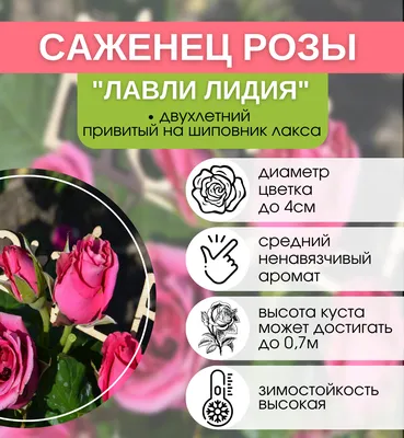https://xn--80aefbvrodbz.xn--p1ai/product/roza-sprej-lidiya