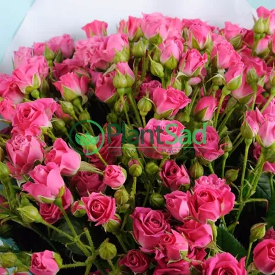 Купить саженцы Роза спрей Лавли Лидия с доставкой! | Florali-Flor