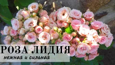 Роза Лидия (Lydia) спрей Киев, лучшая цена, купить в интернет магаз...