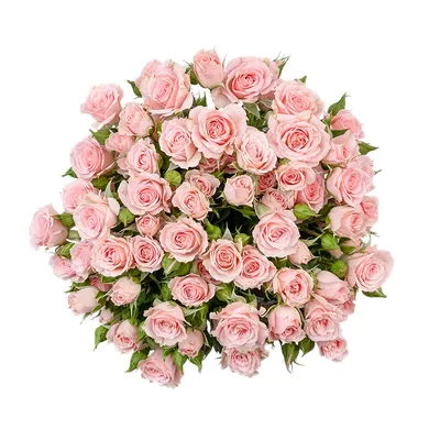 Роза спрей Lydia (Лидия), саженец (ID#335638527), цена: 99 ₴, купить на  Prom.ua