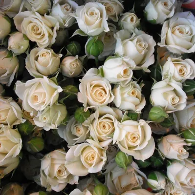 Купить Роза \"Лидия\" (Rosa Lidia') от 1 399 руб. в интернет-магазине  Архиленд с доставкой почтой по Москве и в регионы