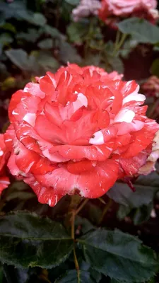 Роза \"Султан\" | Flowers, Rose, Plants