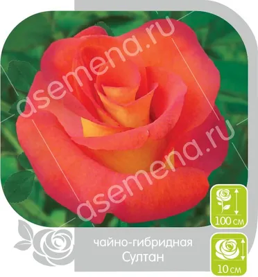 Роза чайно-гибридная Султан/Sultane - Амрита