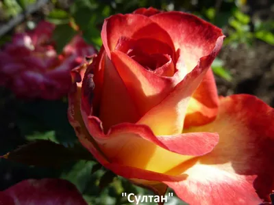Photo of the bloom of Rose (Rosa 'Tipu Sultan') posted by kbw664 -  Garden.org