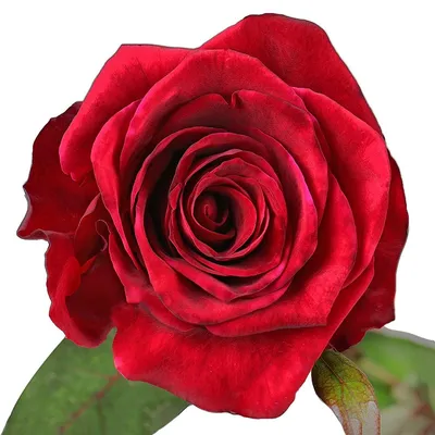 Photo of the entire plant of Rose (Rosa 'Tipu Sultan') posted by kbw664 -  Garden.org