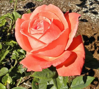 Flores de color rosa púrpura Amberboa moschata (nombre común dulce Sultan  Fotografía de stock - Alamy