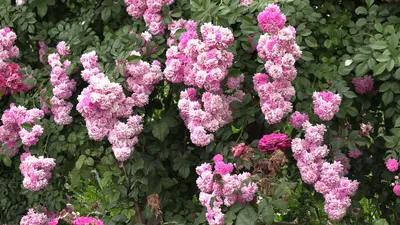 плетистая роза супер дороти - питомник роз полины козловой rozarium.biz -  YouTube