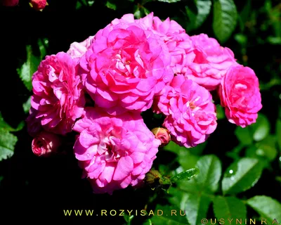 Розы почвопокровные «Супер Дороти» по цене 288 ₽/шт. купить в Твери в  интернет-магазине Леруа Мерлен