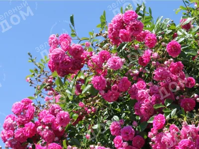 Саженцы розы плетистой супер-дороти купить в Москве по цене от 1800 рублей