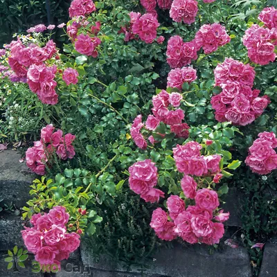 Роза Супер Дороти (Однолетний, ОКС) - купить Розы плетистые в Киеве и  Украине, выгодная цена Роза Супер Дороти в интернет-магазине Agrostore ТМ  (Агростор)