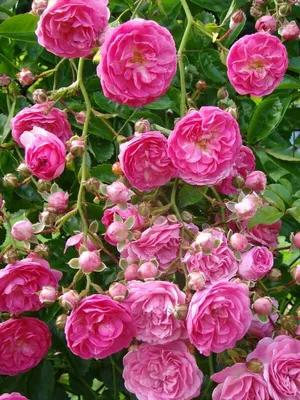 Super Dorothy | David austin climbing roses, Climbing roses, Dorothy rose