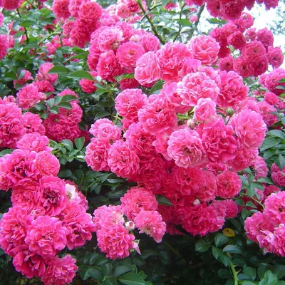 Роза \"Супер Дороти\" (Rosa 'Super Dorothy') - Розы плетистые - Розы -  Каталог - Eko-sad.ru