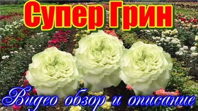 Роза Супер грин