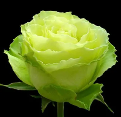Видеообзор сорта розы Супер грин | By Твой сад | Facebook
