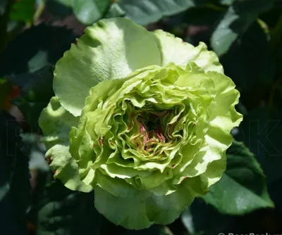 Super Green® | Roses' Name