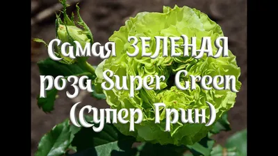 Галерея - Super Green® (Nirpgreenl) - Энциклопедия роз