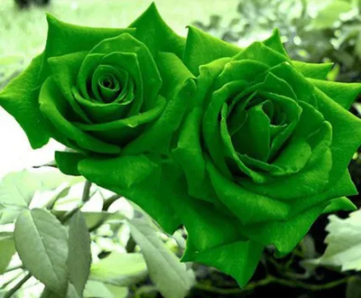 Роза чайно -гибридная Супер Грин — купить в Красноярске. Садовые цветы на  интернет-аукционе Au.ru