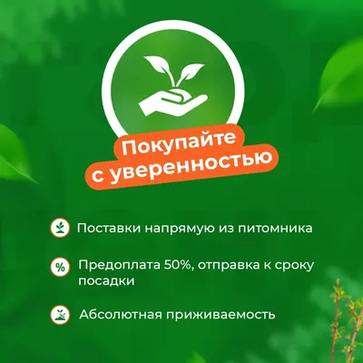 Роза чайно-гибридная Супер Грин: купить в Усмани - цена 300₽ за 1 шт. -  Доставка Почтой