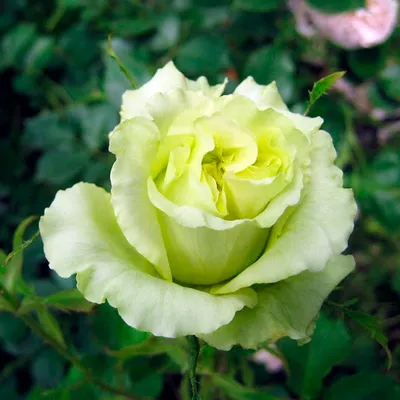 Роза Супер Грин (Однолетний, ЗКС) - купить Розы чайно-гибридные в Киеве и  Украине, выгодная цена Роза Супер Грин в интернет-магазине Agrostore ТМ  (Агростор)