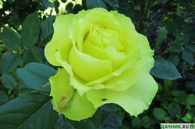 Роза супер Грин - 74 фото